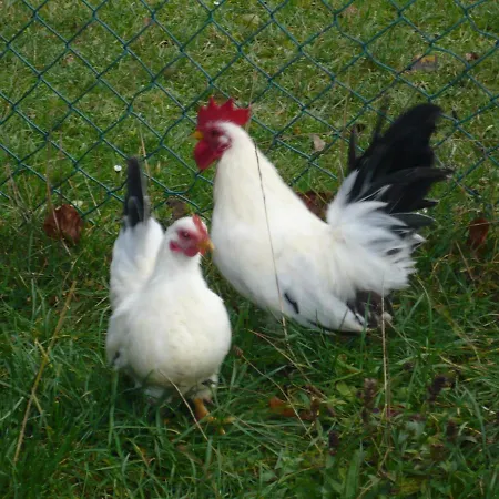 Sylvia Beim Waldrand Casa vacanze *