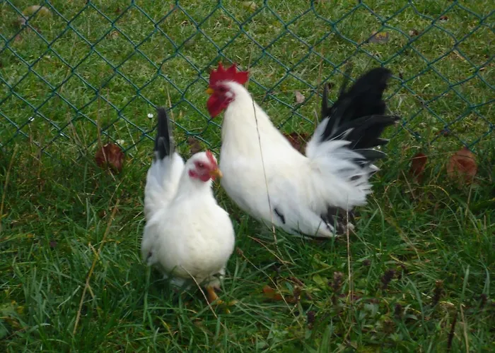 Sylvia Beim Waldrand Hébergement de vacances *